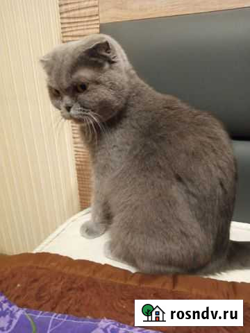 Британский вислоухий котенок Великий Новгород - изображение 1
