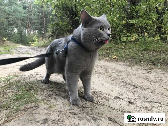 Кот Британский ждёт в Гости. Вязка Казань - изображение 1