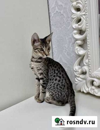 Эксклюзивные котята оцикет Геленджик - изображение 1