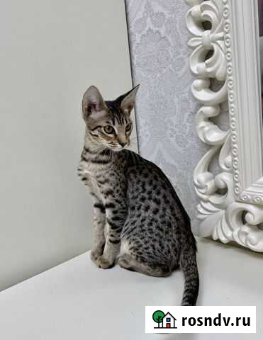 Эксклюзивные котята оцикет Геленджик - изображение 1