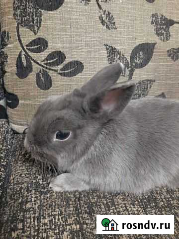 Декоративные кролики Тверь - изображение 1