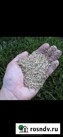 Трава Почеп - изображение 1