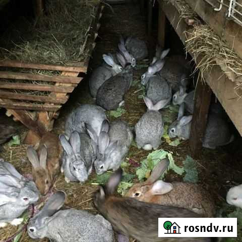 Кроликов на мясо Ростов-на-Дону - изображение 1
