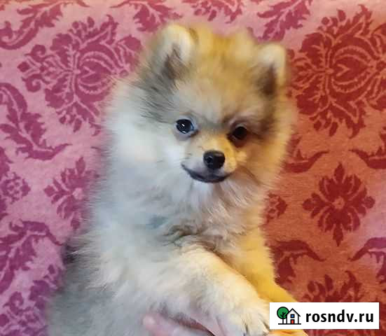 Мальчик с отличными документами Владимир - изображение 1