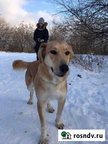 Моцарт ищет семью Люберцы - изображение 1