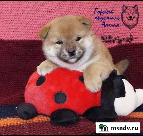 Щенки сиба ину Новосибирск - изображение 1