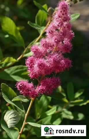 Спирея метельчатая Химки - изображение 1