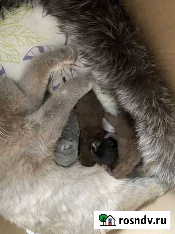 Шотландские котята Тюмень - изображение 1