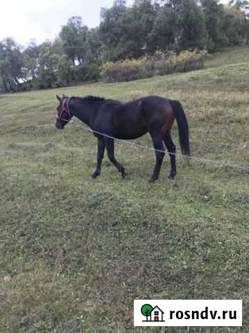 Горец Ботлих - изображение 1