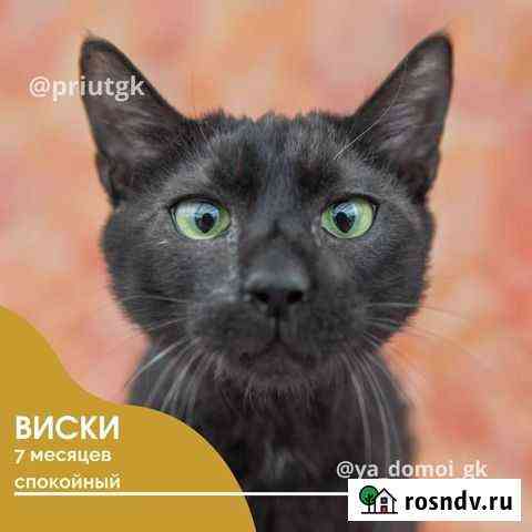 Котик Виски 7 месяцев Краснодар
