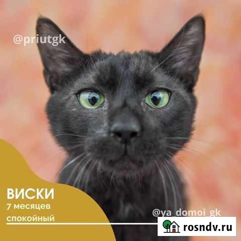 Котик Виски 7 месяцев Краснодар - изображение 1