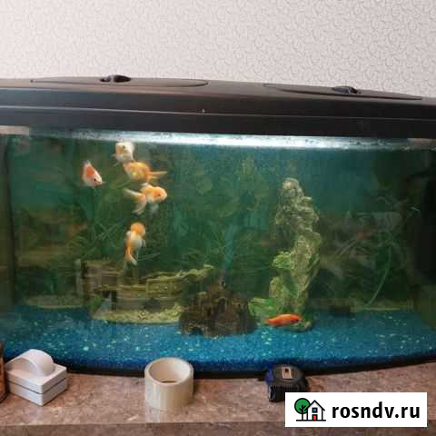 Аквариум Калининград - изображение 1