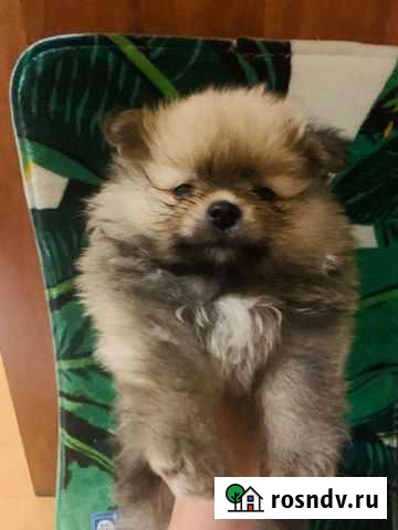 Померанский шпиц медвежьего типа Люберцы - изображение 1