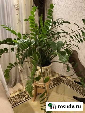 Замиокулькас Курган - изображение 1