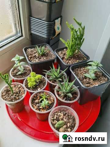 Кактусы и суккуленты Комсомольск-на-Амуре - изображение 1