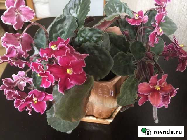 Фиалки 2 вида Брянск - изображение 1