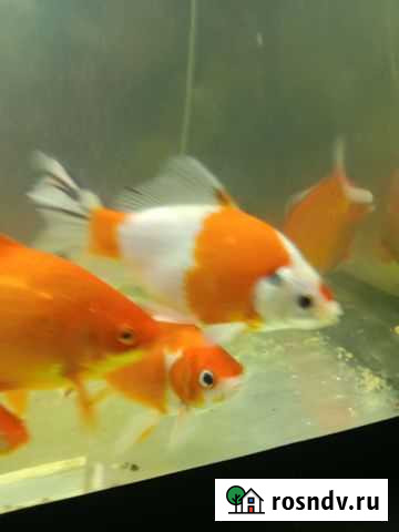 Рыба Таганрог - изображение 1