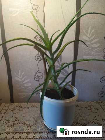 Алоэ Ульяновск - изображение 1