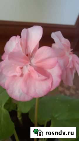 Пеларгония розовая Тольятти - изображение 1