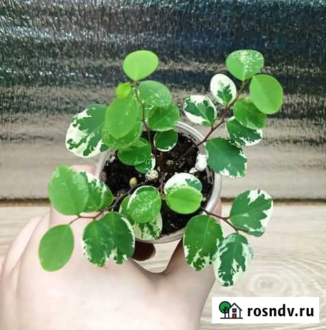 Комнатные растения (детки) Новошахтинск - изображение 1