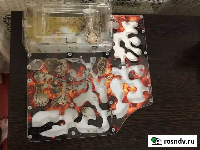 Домашние животные Каменск-Шахтинский - изображение 1