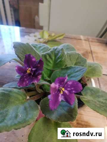 Фиалка Севастополь - изображение 1