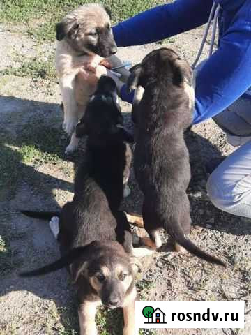 Собака в добрые руки Волгодонск - изображение 1