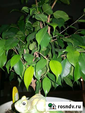 Бенджамина Нижневартовск - изображение 1