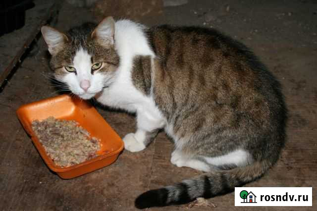 Кот в частный дом Белгород - изображение 1