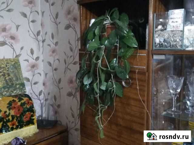 Хойя Набережные Челны - изображение 1