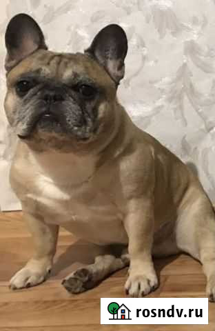 Французский бульдог Пермь - изображение 1