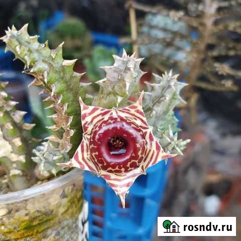 Гуэрния зебрина Синявское - изображение 1