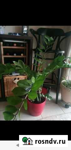 Замиокулькас Тюмень - изображение 1