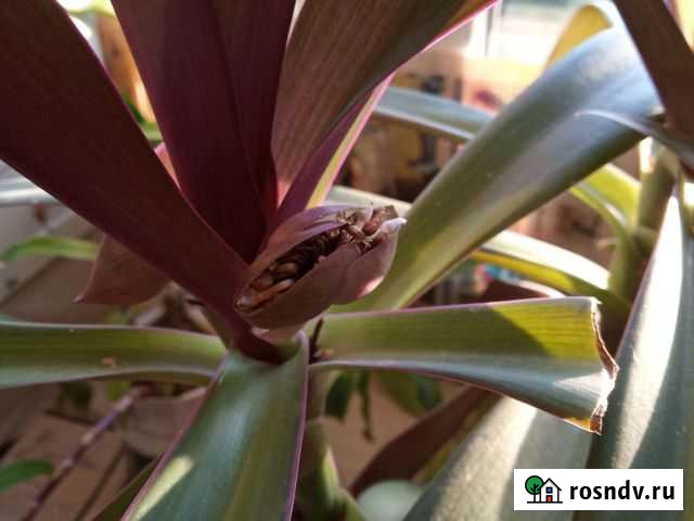 Традесканция рео - комнатное расьение Ишимбай - изображение 1