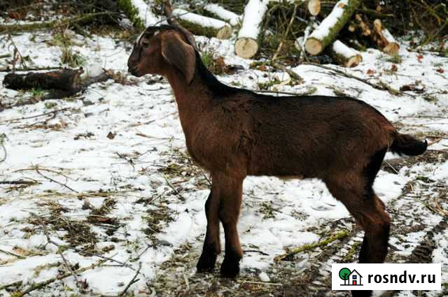 Нубийские козочки Тула - изображение 1