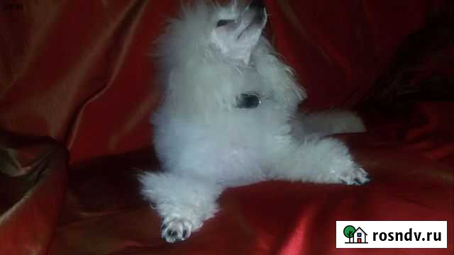 Той пудель вязка Пермь - изображение 1