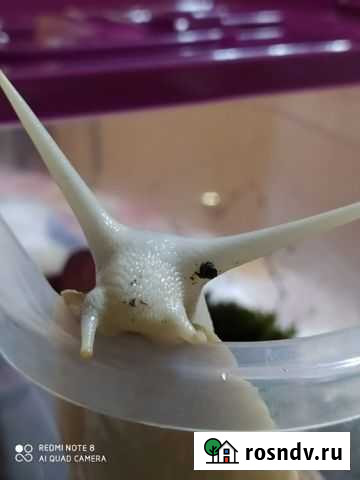 Apxахатина Mаргината Маргината Стандарт, Сутуралис Челябинск - изображение 1