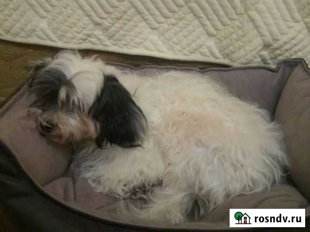 Собака в добрые руки Саранск - изображение 1