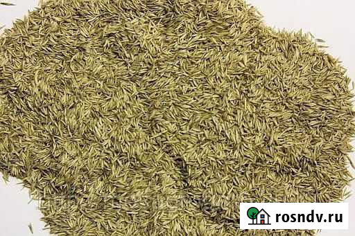 Семена ежи. Ежа обыкновенная Кукмор - изображение 1