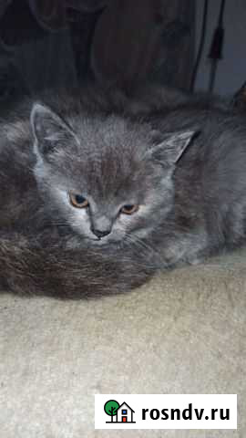 Кошки в добрые руки бесплатно Воронеж - изображение 1