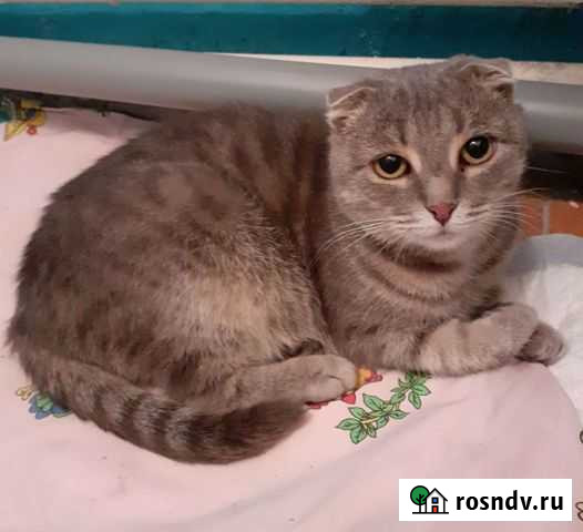 Шотландская вислоухая девочка Белгород - изображение 1