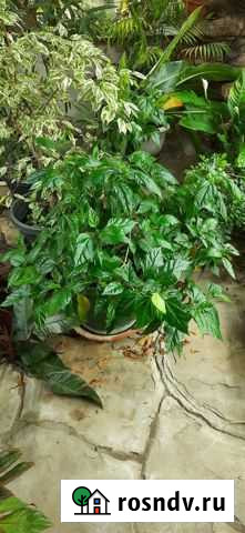 Гибискус китайская роза Сочи - изображение 1