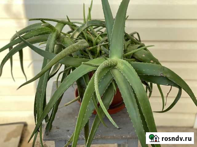 Продаю алоэ Старотитаровская - изображение 1