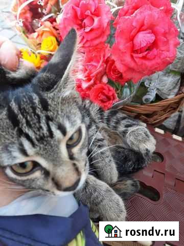 Кошечка Кэт ждет любящее сердце Керчь - изображение 1