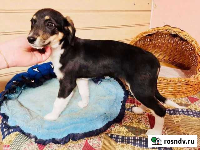 Щенок девочка в добрые руки бесплатно с доставкой Тамбов - изображение 1