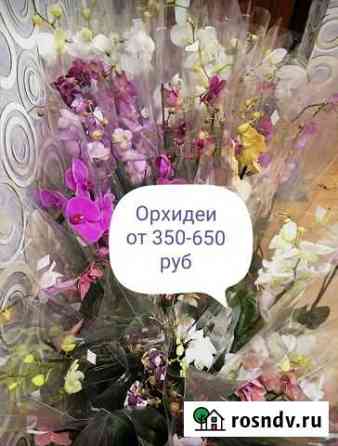 Продажа орхидей отправка по всему региону Абакан