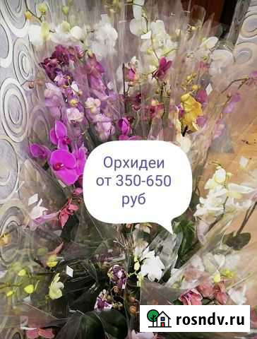 Продажа орхидей отправка по всему региону Абакан - изображение 1