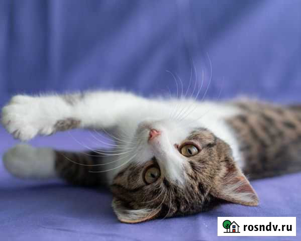 Витас в добрые руки Ступино - изображение 1