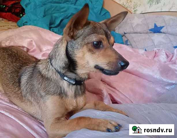 Собаки бесплатно в добрые руки Биробиджан - изображение 1