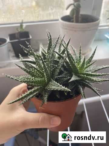 Алоэ Кострома - изображение 1